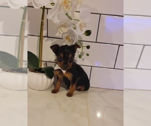 Yorkshire Terrier Puppy for sale in INDIANAPOLIS, IN, USA