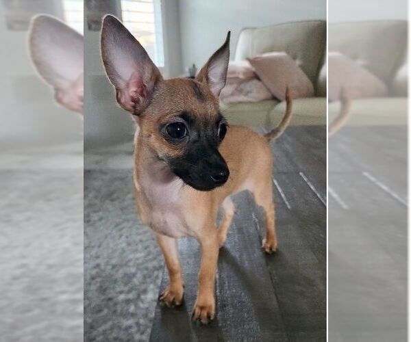 Medium Photo #1 Chihuahua Puppy For Sale in Orlando, FL, USA