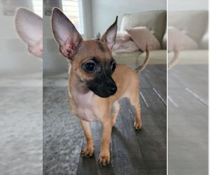 Chihuahua Dogs for adoption in Orlando, FL, USA