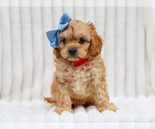 Medium Photo #5 Cavapoo (Miniature) Puppy For Sale in LIBERTY, KY, USA