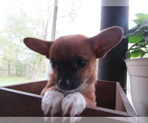 Chihuahua Puppy for sale in ADRIAN, MI, USA