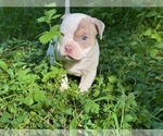 Small Photo #1 American Bully Puppy For Sale in PORTLAND, OR, USA