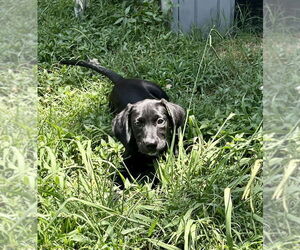 Labrador Retriever-Unknown Mix Dogs for adoption in Mooresville, NC, USA