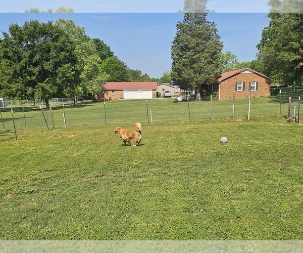 Medium Photo #3 Golden Retriever Puppy For Sale in SALISBURY, NC, USA