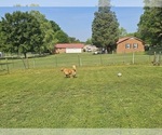 Small #2 Golden Retriever