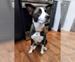 Small #5 Collie Mix