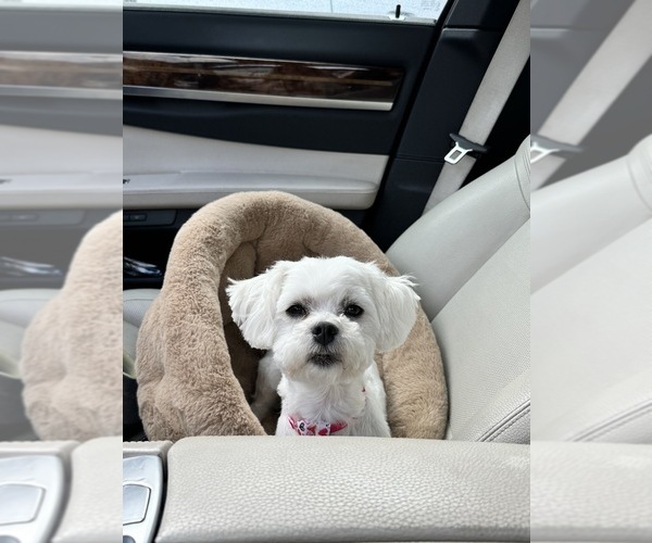 Medium Photo #1 Maltese Puppy For Sale in CITRUS HEIGHTS, CA, USA