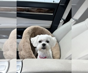 Mother of the Maltese puppies born on 11/25/2025