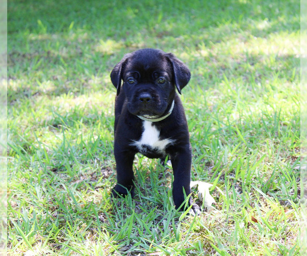 Medium Photo #2 Cane Corso Puppy For Sale in ABERDEEN, MS, USA