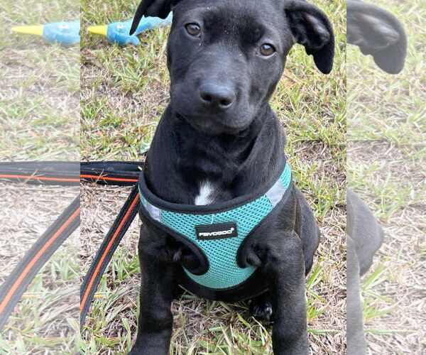 Medium Photo #1 Mutt Puppy For Sale in Tarrytown, GA, USA