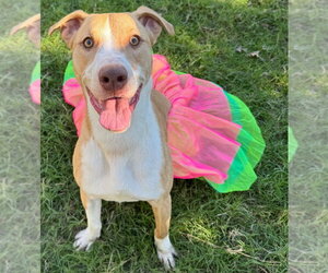 Whippet Dogs for adoption in Great Bend, KS, USA