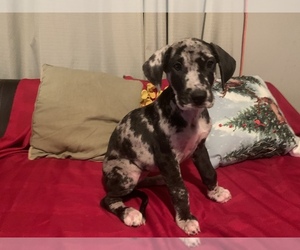 Great Dane Puppy for sale in CONROE, TX, USA