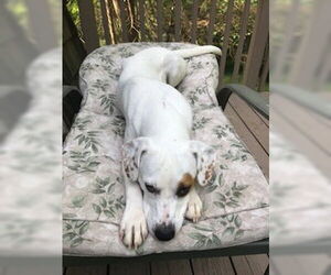 Poppy - Female Labrador Retriever Dog for Adoption - Photo #6