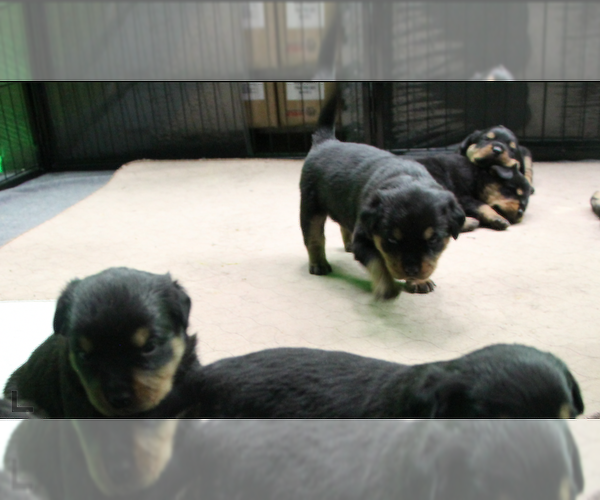 Medium Photo #13 Rottweiler Puppy For Sale in ROSEBURG, OR, USA