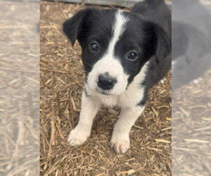 Sally's Litter - Female Border Collie-Unknown Mix Dog for Adoption - Photo #8