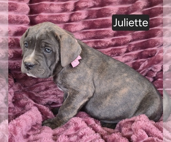 Medium Photo #1 Cane Corso Puppy For Sale in MINERAL WELLS, WV, USA