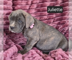 Cane Corso Puppy for sale in MINERAL WELLS, WV, USA