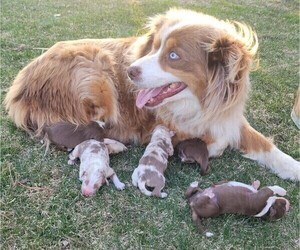 Mother of the Australian Shepherd puppies born on 05/13/2024