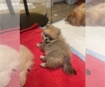 Puppy Miss Ginger Pomeranian