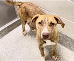 Small #2 Mutt