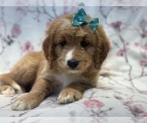 Goldendoodle Puppy for sale in LAKELAND, FL, USA