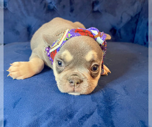 French Bulldog Puppy for sale in CINCINNATI, OH, USA