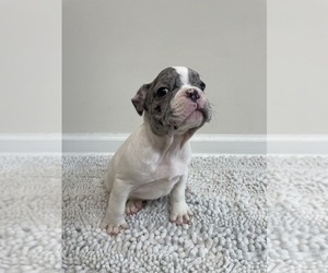 Medium French Bulldog