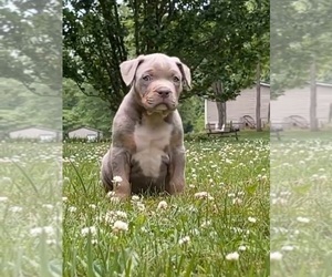 American Bully Puppy for sale in LONDONDERRY, OH, USA