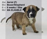 Small #12 Boxer Mix