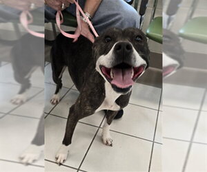 American Pit Bull Terrier-Unknown Mix Dogs for adoption in Derwood, MD, USA