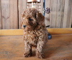 Small Photo #6 Poodle (Toy) Puppy For Sale in HONEY BROOK, PA, USA
