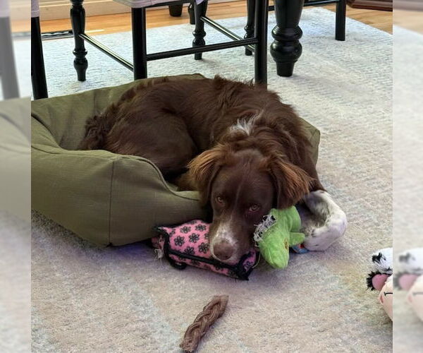 Medium Photo #2 Brittany Puppy For Sale in Curwensville, PA, USA