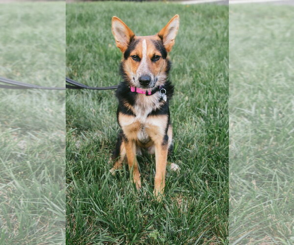 Medium Photo #4 Unknown-Welsh Corgi Mix Puppy For Sale in Oakhurst, NJ, USA