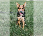 Small #3 Welsh Corgi Mix