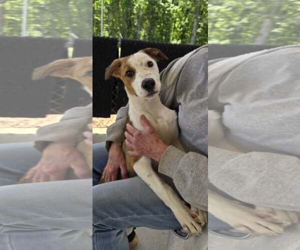 Medium Photo #4 Mutt Puppy For Sale in Rustburg, VA, USA