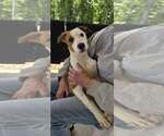 Small #3 Mutt