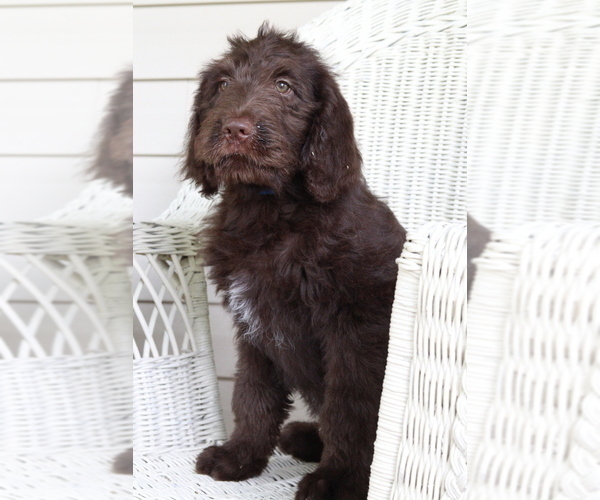 Medium Photo #2 Labradoodle Puppy For Sale in ROARING SPRING, PA, USA
