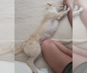 Otis - Male Mutt Dog for Adoption - Photo #15