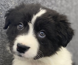 Border-Aussie Puppy for sale in LANCASTER, SC, USA