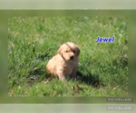 Image preview for Ad Listing. Nickname: jewel