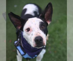 American Staffordshire Terrier Dogs for adoption in San Antonio, TX, USA
