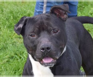 Staffordshire Bull Terrier-Unknown Mix Dogs for adoption in Anniston, AL, USA