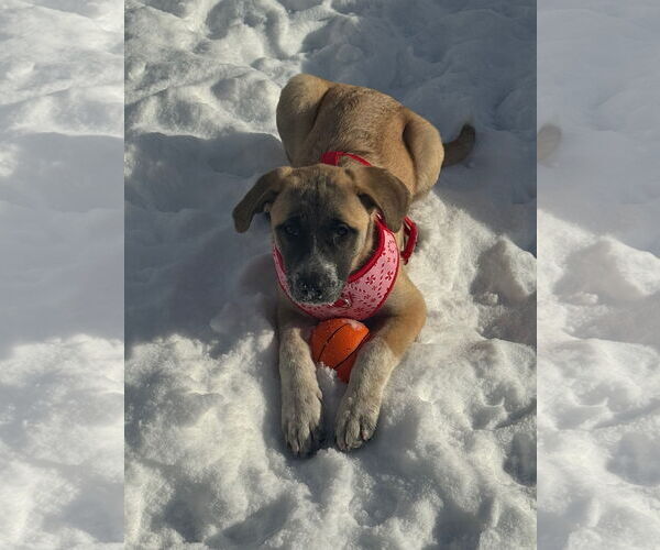 Medium Photo #2 Aussie Pyrenees Puppy For Sale in Wheaton, IL, USA