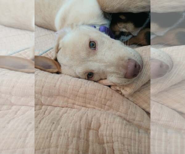 Medium Photo #2 Labrador Retriever-Unknown Mix Puppy For Sale in Binghamton, NY, USA