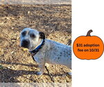 CHAMP - Male Mutt Dog for Adoption - Small photo