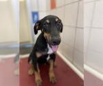 Small #1 American Pit Bull Terrier Mix