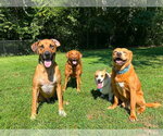 Small #1 Great Dane Mix