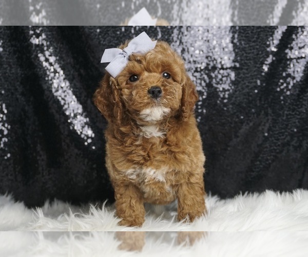Medium Photo #3 Poodle (Toy) Puppy For Sale in WARSAW, IN, USA