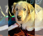 Small #1 Great Pyrenees Mix