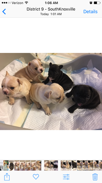 Medium Photo #1 French Bulldog Puppy For Sale in KNOXVILLE, TN, USA